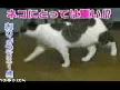 kedi