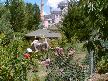 Hacegan İlahi Grubu_Pervane