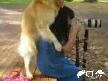 Fotoğrafçıları Seven (!) Köpek