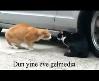 erkek kedi dişi kediyi fırçalıyor komedi