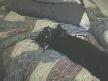 konuşan kedi kitty