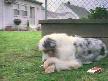 Dertli köpek