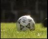 goll:)