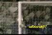 ronaldo robinho zidan ronaldo show..