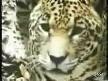 Anakonda ve Jaguar