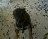 my dog