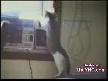 KOMİK KEDİLER:-))
