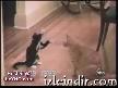 YARAMAZ KEDİLER
