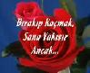 alçak