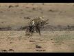 Leopar-timsah mücadelesi