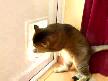 Kedi kapıyla uğraşıyor...