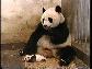 Minik Panda