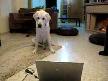 KÖPEĞİN TV İZLEMESİ