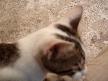 kedi