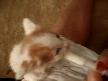 kedi nasıl beslenir