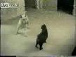 Kedi ve Köpek