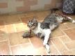 Kedi ve Kaplumbağa