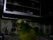 limon