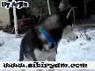 Arjin