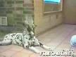 konuşan köpekler