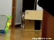 Sinsi Kedi