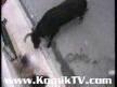 katil boğanın gazabı