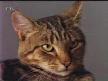 akıllı cat