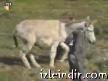 sahibine sulanan abaza e�ek thumbnail