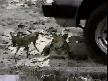 Komik Köpek Avi