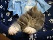 uyuyan kedi