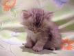 kedim