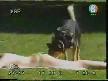 yaramaz köpek