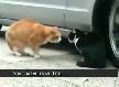 bi kedi aldatma