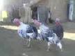 hıso ile alalok