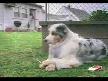 Tiryaki Köpek