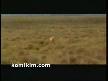 afrikanın_en_salak_antilopu ::D guleceksınız