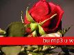 sahane
