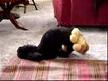 AZGIN FİFİ
