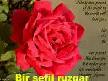 duygu