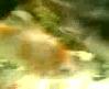 jaws _ 388